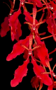 Renanthera imschootiana Feuerbach AM/AOS 82 pts. closeup